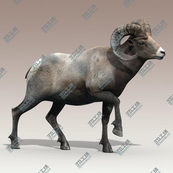 images/goods_img/20210312/Bighorn sheep(RIGGED)/3.jpg